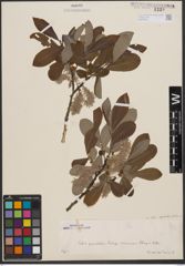 Foto von Salix appendiculata Vill.